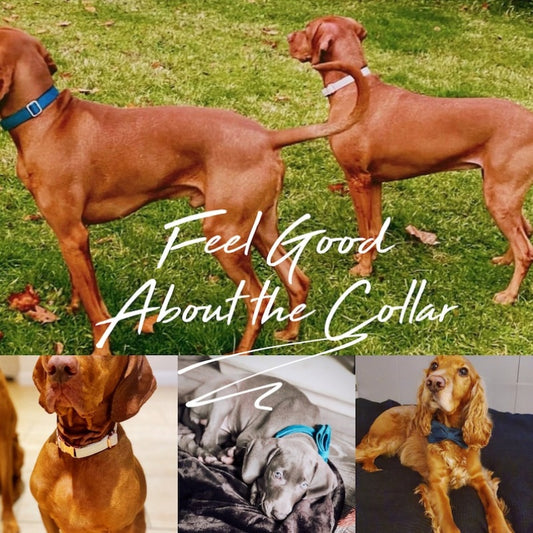 VelvetPaw™ – Personalised Velvet Dog Collar & Leash Set